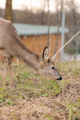 Close-up shot of a deer eating grass with blurred background