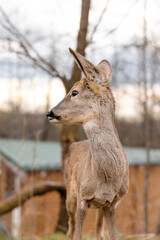 Majestic Close-up Shot of A Deer