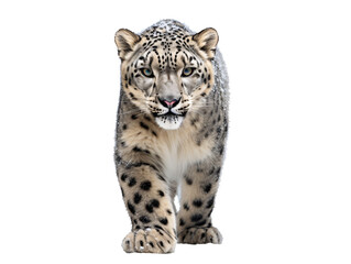 a snow leopard with black spots