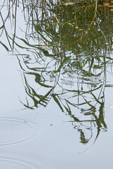 Reflection of green reeds on water surface.