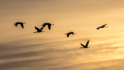 Common cranes pass through the morning sky in Provence during migration