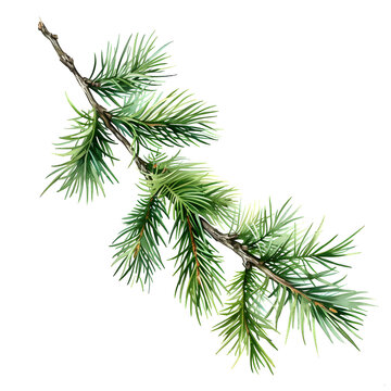 a branch of pine needles on white background