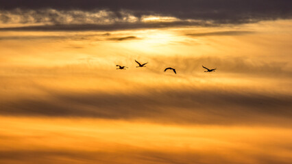 Common cranes pass through the morning sky in Provence during migration