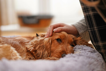 A girl strokes a sad dog. The dog is sick Spaniel dog