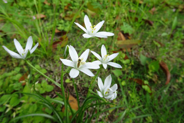 オオアマナ(Ornithogalum umbellatum)の花と蜂