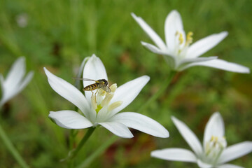 オオアマナ(Ornithogalum umbellatum)の花と蜂をクローズアップ