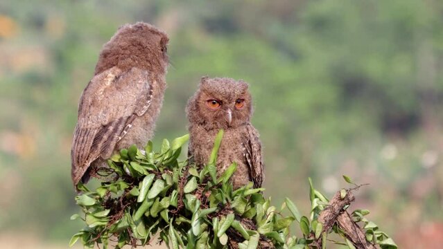 a couple Eurasian scoop owl on tree, Footage Eurasian scoop owl closeup on branch