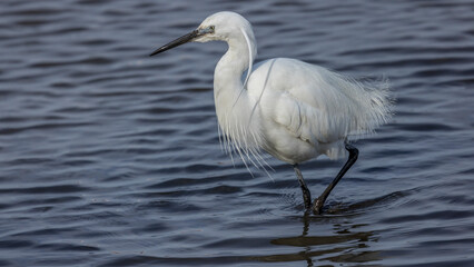 Egret fishing on a lake in the Camargue, France