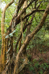 Trees growing in the forest at Arabuko Sokoke Forest in Malindi, Kenya
