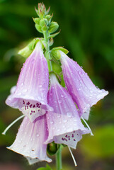 The pink Digitalis plant blooms in summer