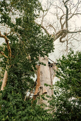 A baobab tree growing in the wild at Arabuko Sokoke Forest Reserves in Malindi, Kilifi County,...