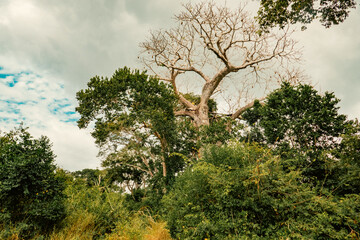 A baobab tree growing in the wild at Arabuko Sokoke Forest in Malindi, Kenya