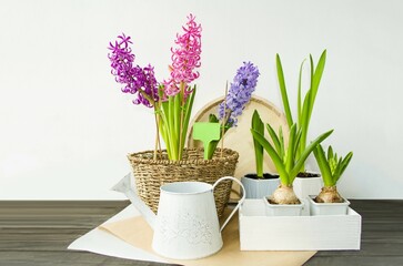 Spring multi-colored spring flowers hyacinths in a wicker flowerpot stand on the table, a bulbous plant in a box. Plant transplant concept, spring mood, front view