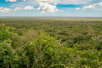 Fototapeta na wymiar Aeriel view of Arabuko Sokoke Forest seen from Nyari View Point in Malindi, Kenya