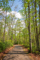 Obraz premium The Woods in Summer at Big South Fork National River and Recreation Area