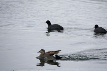 View of the ducks on the frozen lake in winter