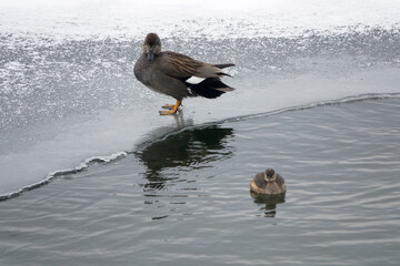 View of the ducks on the frozen lake in winter