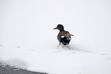 View of a duck on the frozen lake in winter