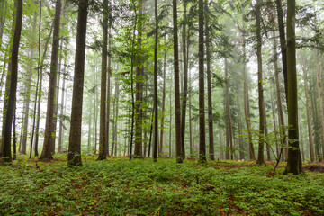 Obraz premium Beautiful green foggy forest landscape. No people.