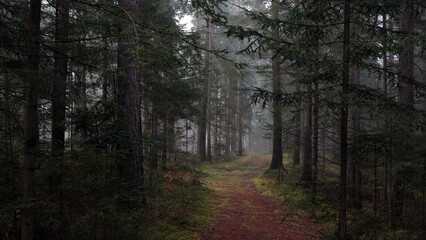 Magic foggy forest with fairy tale path way.