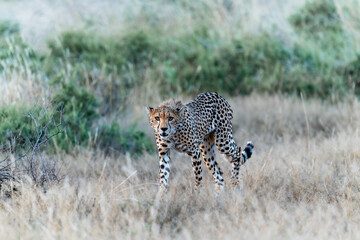 Wild cheetah in samburu national park, Kenya