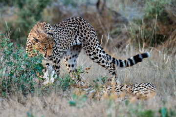 Wild cheetah in samburu national park, Kenya