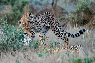 Wild cheetah in samburu national park, Kenya