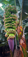 banana flower with many little bananas on a banana tree - obrazy, fototapety, plakaty
