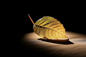 leaf with light and shadow
