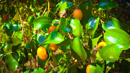 jujube fruits on a tree on a background of green leaves