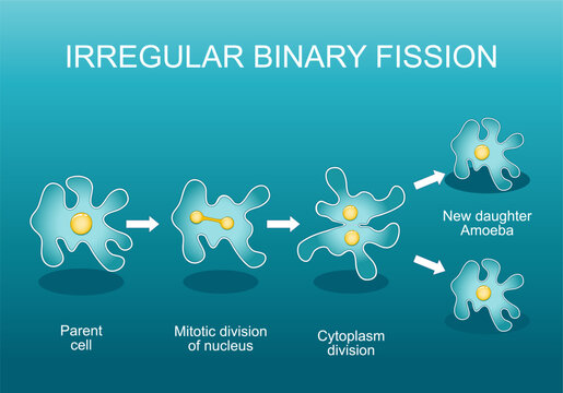 Irregular binary fission in amoeba. Asexual reproduction