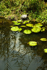 A turtle basking by the water lily in the pond.