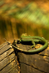 green lizard on a wooden post