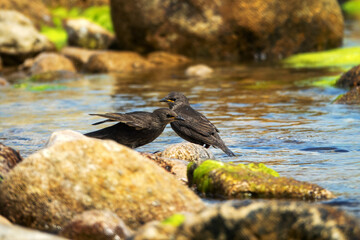 Example of acquisition by trial and error (cut and try). Young inexperienced starlings try to drink salt water and bathe in sea. They spit out water and unsuccessfully clean salty feathers. Series