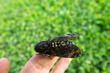 Death's head hawk (Acherontia atropos). Butterfly on Asclepiadaceae succulent, like Hoya. Large massive butterfly with wingspan of up to 13 cm with human skull. Abu Dhabi, Arab Emirates. January