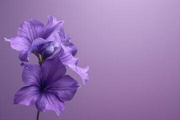Purple flowers on the violet background. Purple day. Increasing awareness about epilepsy worldwide...