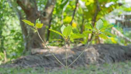 picture of small tree that is very thin Because it is a newly planted sapling. Three young shoots are emerging. The leaves are light green and reddish.