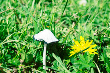Pediophytium, white coprinus (Coprinus) on old pasture, mountain pasture of North Caucasum