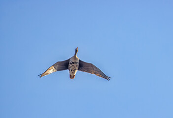 White-fronted goose (Anser albifrons), migrating geese in the sky. European migration stop-overs, Birds fly full-face, rocketing
