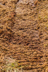 Tracks of an all-terrain vehicle on sphagnum High bog. Such track does not overgrow for many years. Protection of swamps, because swamps, but not forests, provide lion's share of oxygen on planet