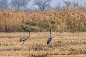 Obraz premium Sandhill cranes feeding in a field in the Camargue before the northward migration