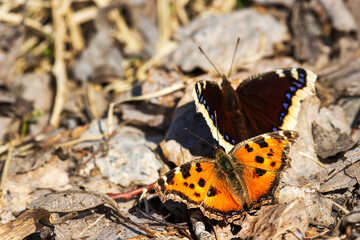 Unusual natural phenomenon. Lesser tortoiseshell (Vanessa urticae) butterfly is chasing Mourning butterfly (Nymphalis antiopa) and trying to mate with it. Such errors of instinct are rare in nature