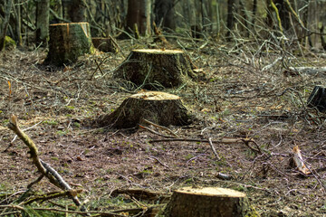 Stumps from the fir trees in the winter clearing, spring view. Boreal forests (European Spruce) of Northeastern Europe