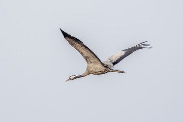 Sandhill cranes in flight during migration