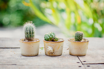 Collection of cactus and succulent prickly plants small cute home decoration in different pots in green garden outdoors