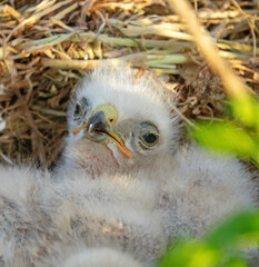 Long-legged buzzard (Buteo rufinus) nestlings are 5 days old, elder's eyes are open. White chicks in the first downy plumage, they don 't hold heads well, sleep a lot. Crimea, Kerch Peninsula. Series