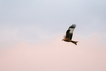 flying shot of a red kite