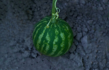 Little New Watermelon