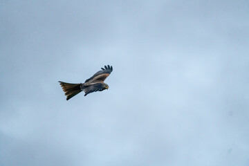 flying shot of a red kite