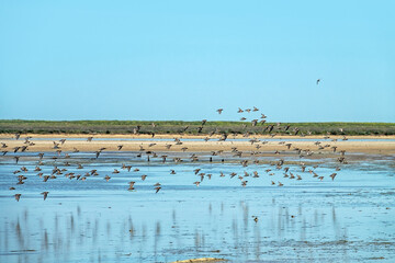 Migrating limicolae (stints, dunlin and curlew sandpiper predominate) on coast of Arabatskaya Strelka, Lake Sivash. May stop-overs